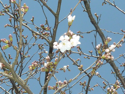 平成２６年P1030083桜の開花